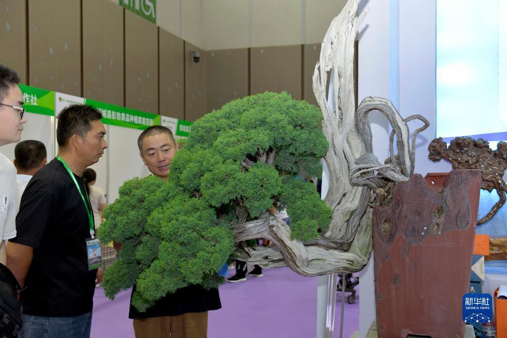 开户申请送白菜